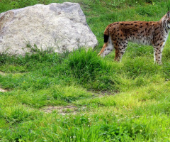 Vaşak (Avrasya Vaşağı) (Lynx lynx)