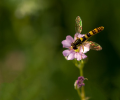 Glitter Hoverfly ;-)