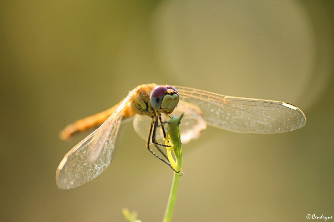 A happy dragonfly :)