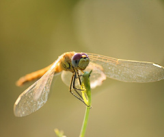 A happy dragonfly :)