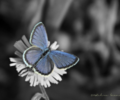 Mavi Kelebek..
