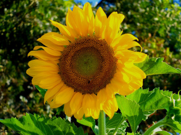 Son Günebakan-Last Sunflower