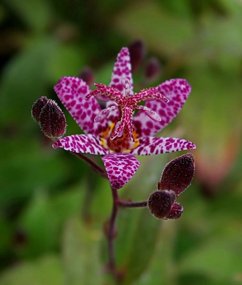 Tricyrtis formosa/Wild orchid/Tiger lily