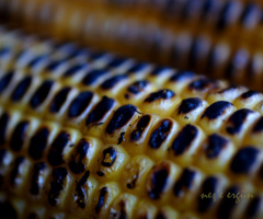 Mısır / Corn