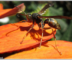  wasp on echinacea