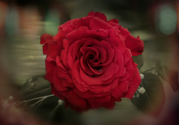 A Rose for Rose 