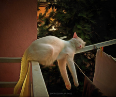 Uykucu Van Kedim 2 + Yağlı boya