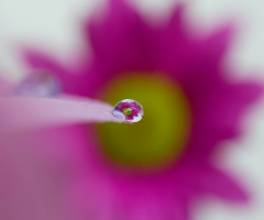 Flowers and Drops