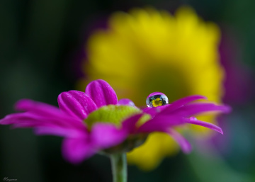 Flowers and Drops