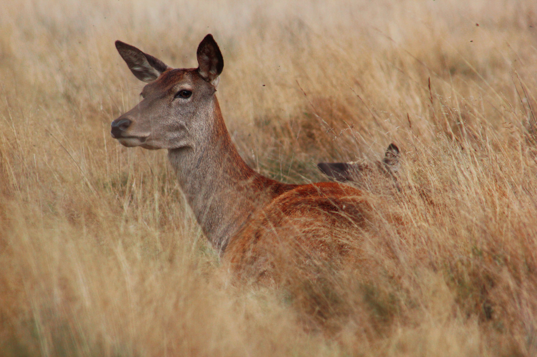 Young  female deer and baby deer