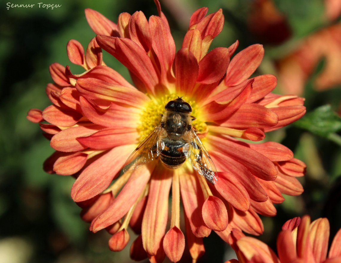  Arıcık ve Sonbahar Çiçeği