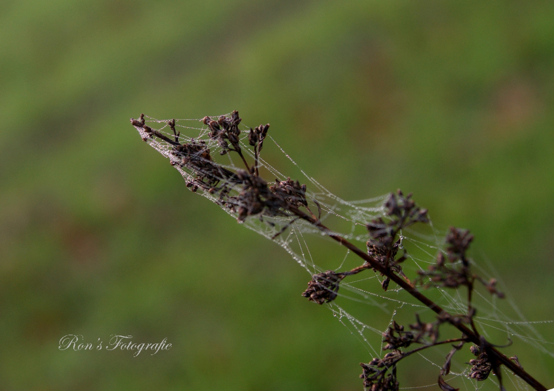 Water droplets on a spider web
