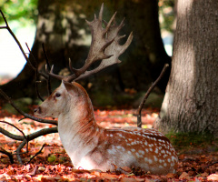 Deer showing his horns