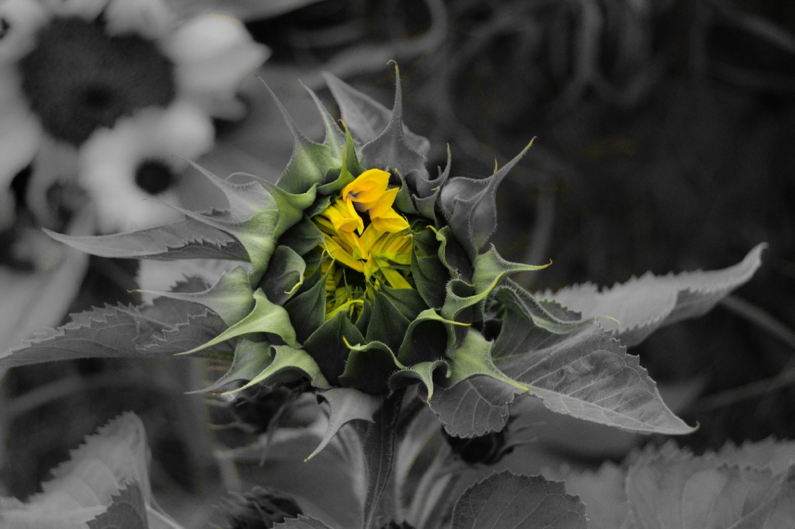 young sun flower