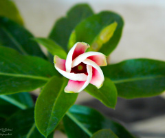 Pervane Çiçeği