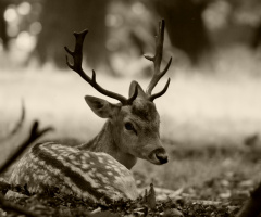 Young Deer relaxing