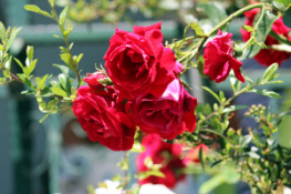 Çiğdem Pestil